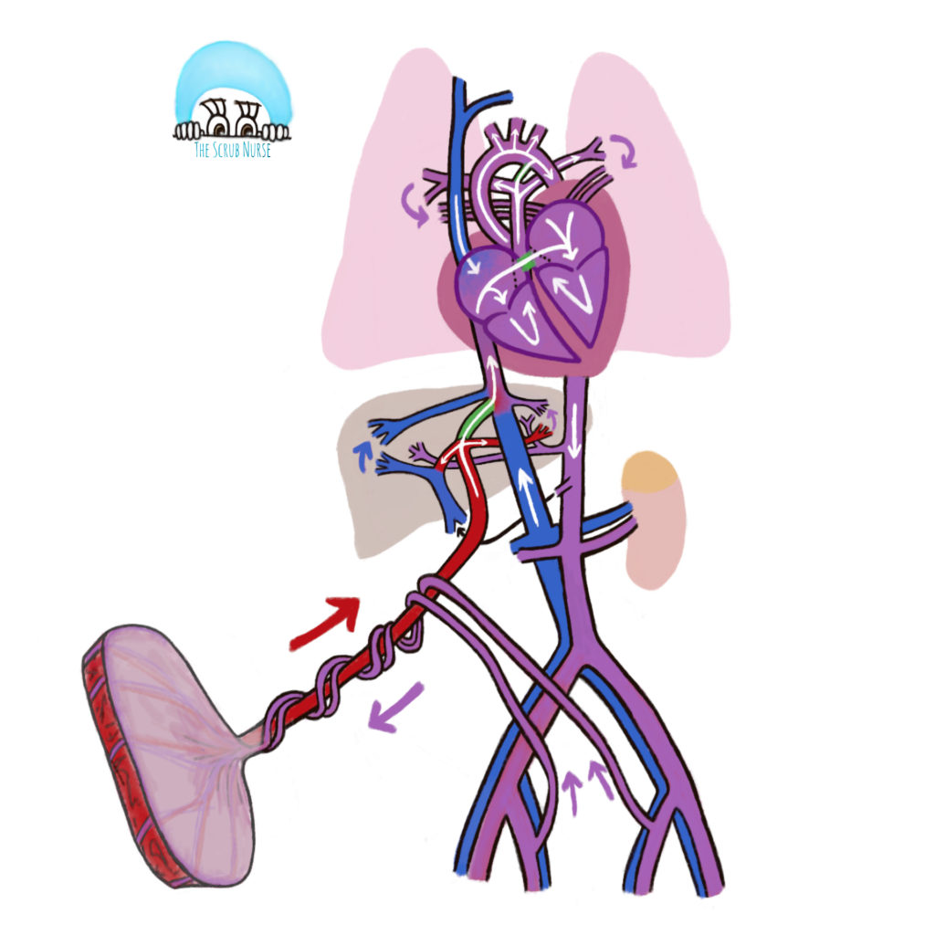 fact-25-fetal-circulation-what-are-the-cardio-pulmonary-changes