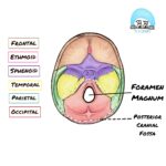 Read more about the article Fact 27 – Foramen Magnum: an important hole!