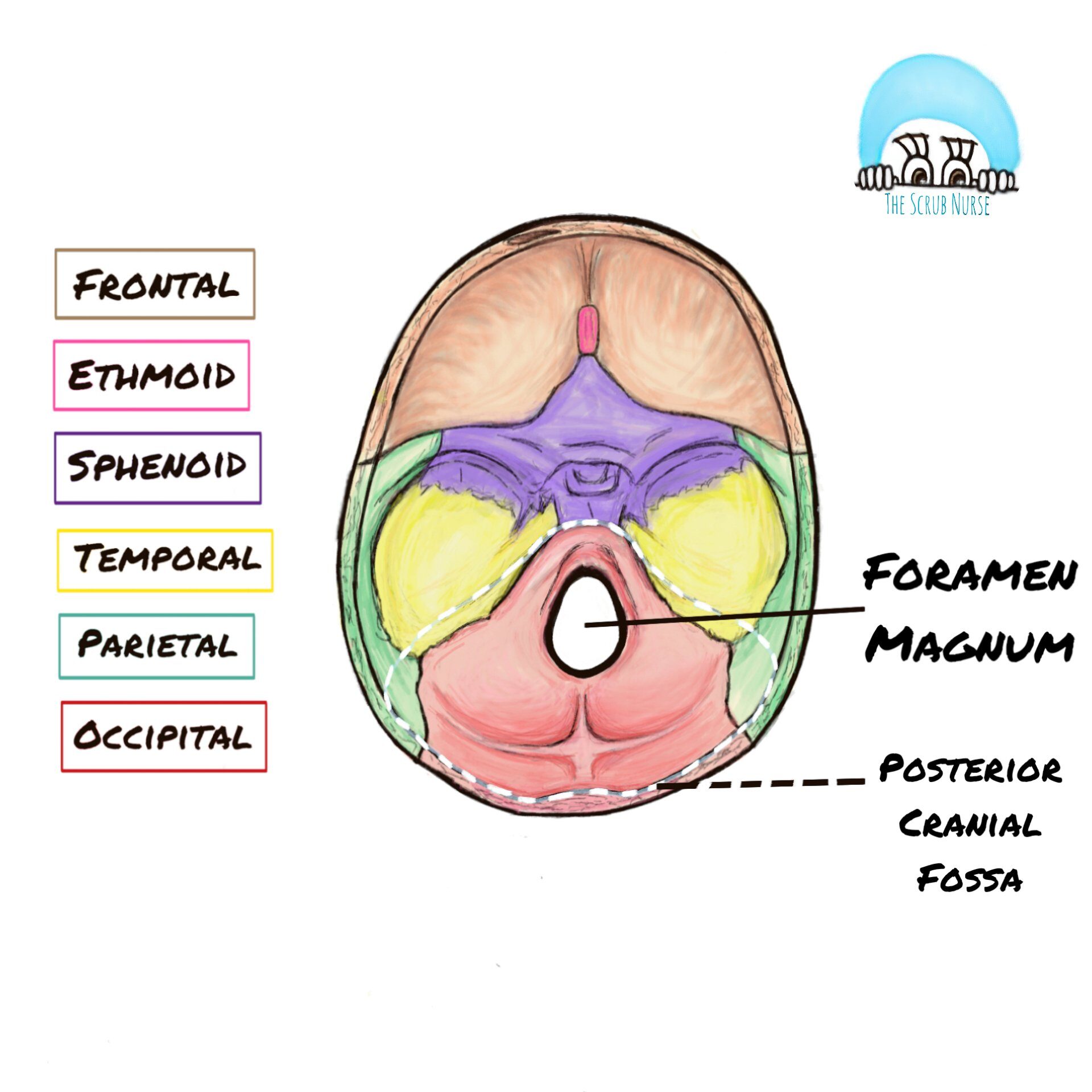 Occipital Bone Foramen Magnum 4498