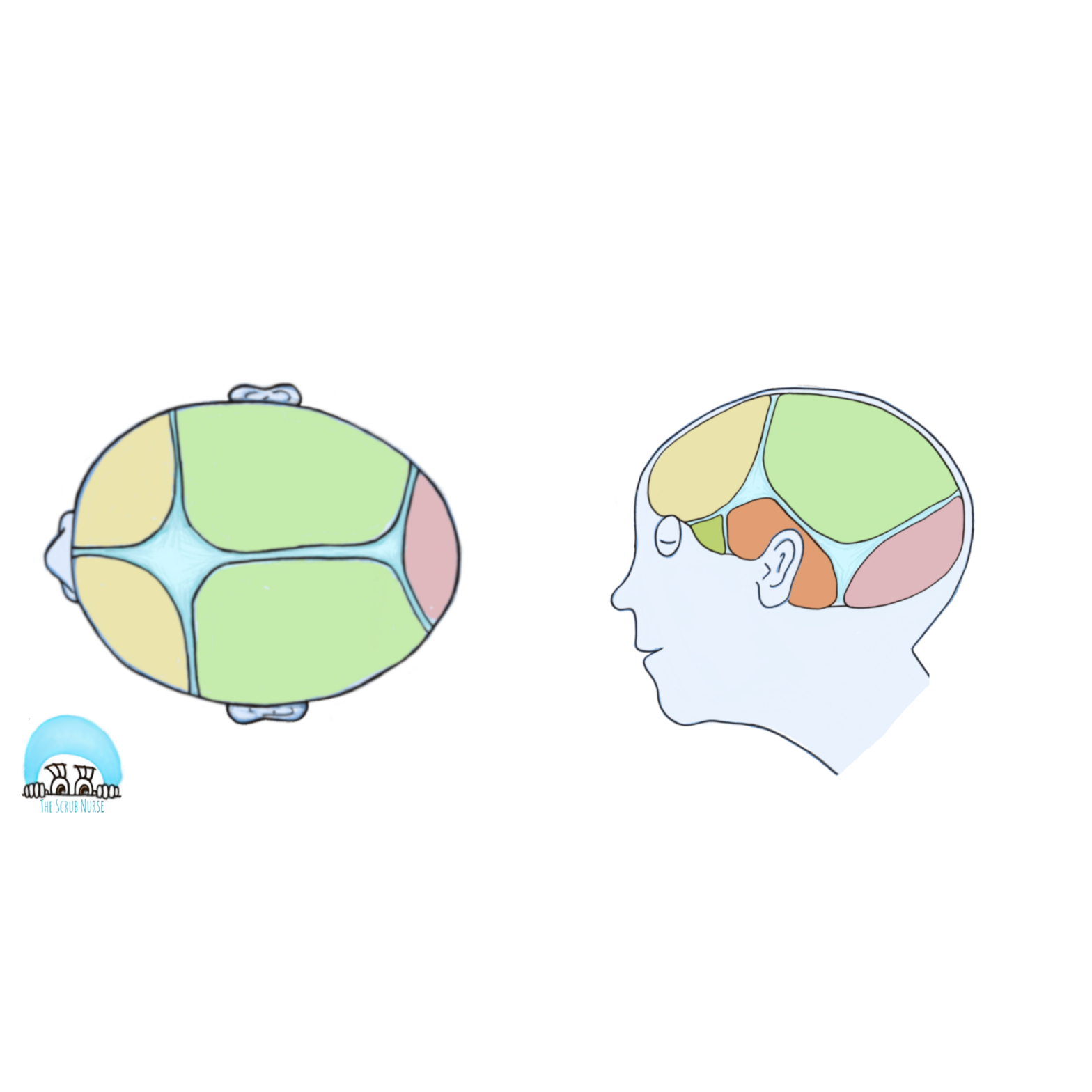 Hydrocephalus: VP Shunt, ETV, ETV/CPC, EVD and ICP bolt - The Scrub Nurse