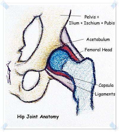 hip joint anatomy new
