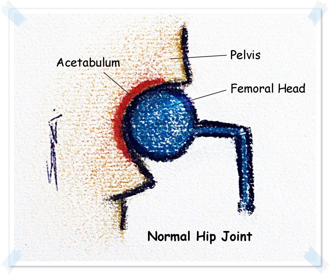 normal hip joint new1